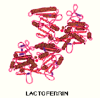 Molekula laktoferinu