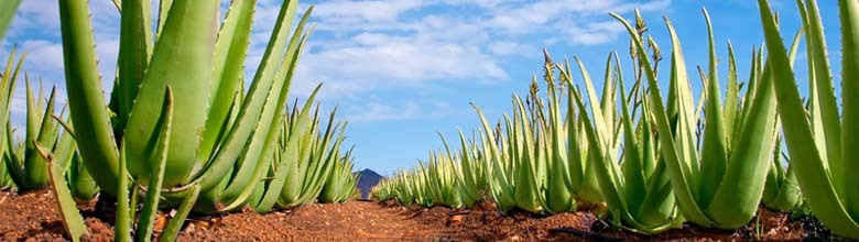 plantáž Aloe Vera